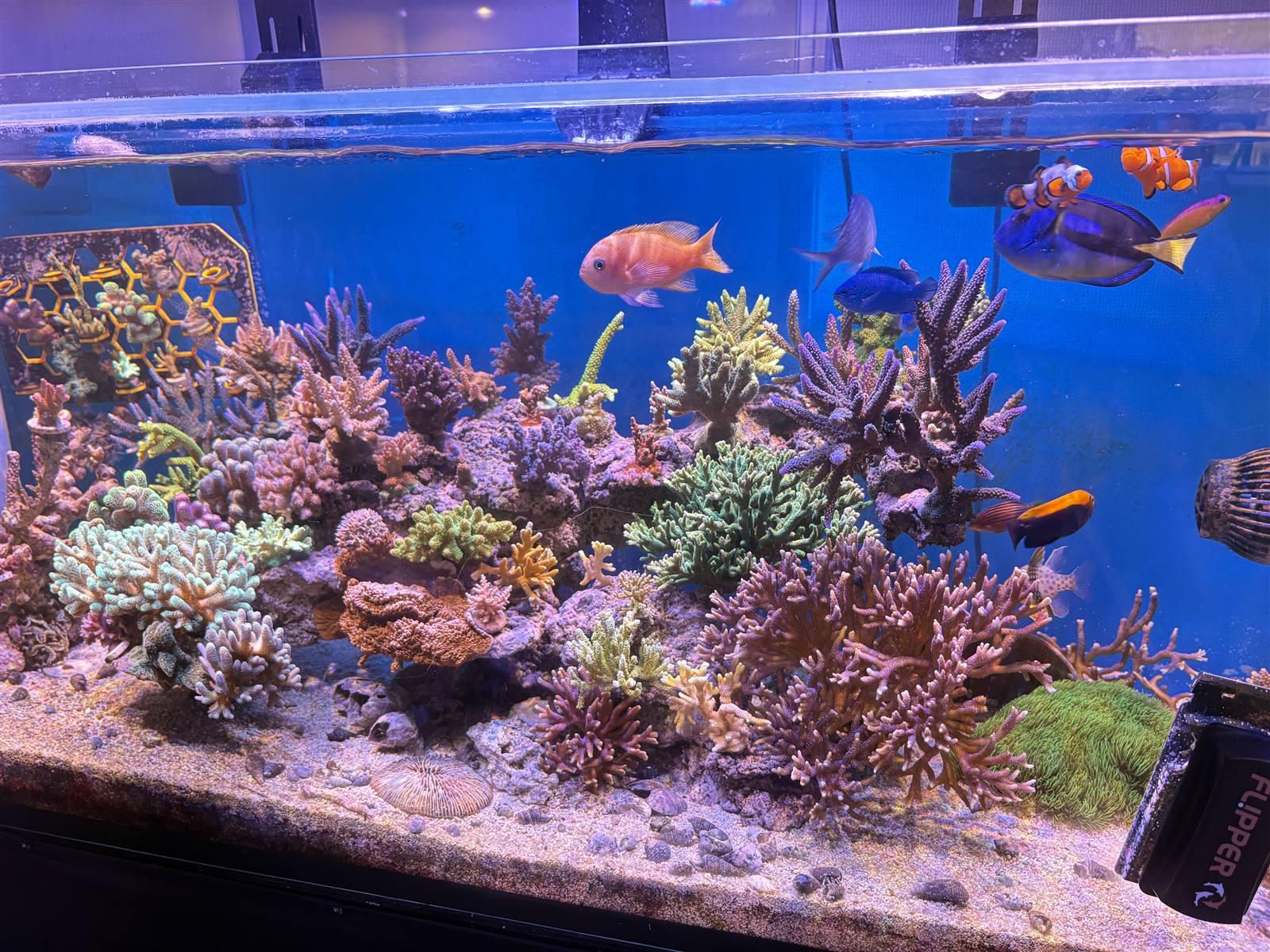 サンゴと熱帯魚が泳ぐ水槽