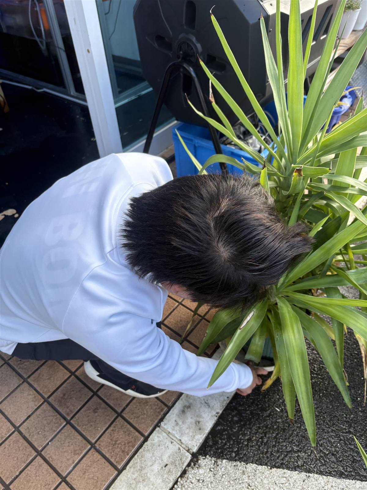 観葉植物の手入れをするスタッフ
