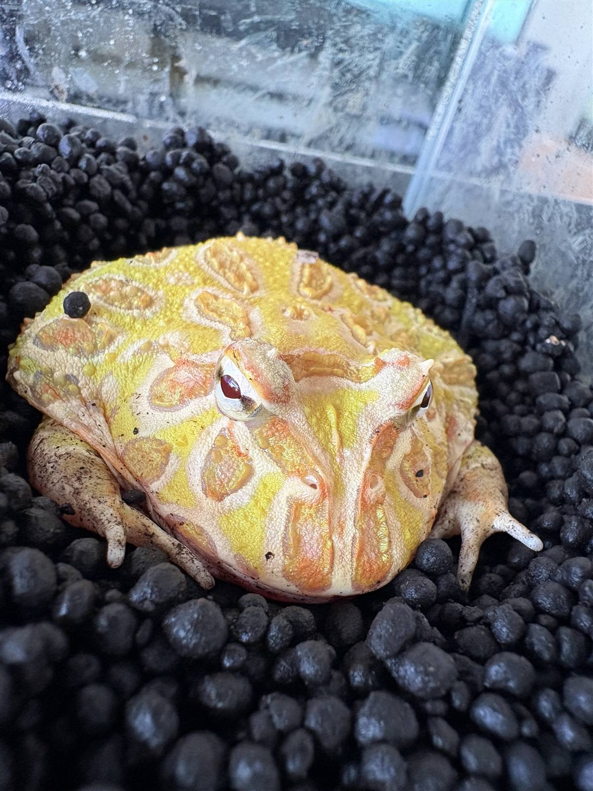 ツノガエル